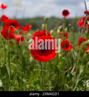 Coquelicots dans un champ contre un ciel bleu un soir d'été dans le North Yorkshire UK Banque D'Images