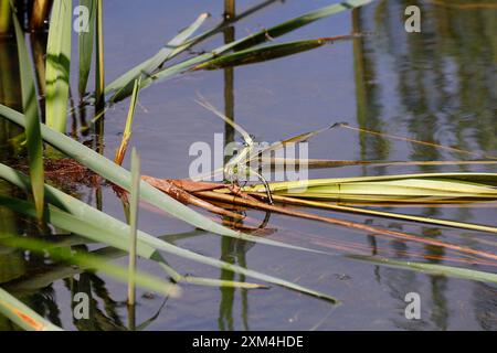 Libellule Hawker du Sud femelle - Aeshna cyanea - pondant des œufs dans un lac, Cardiff, pays de Galles du Sud. Prise en juillet 2024 Banque D'Images