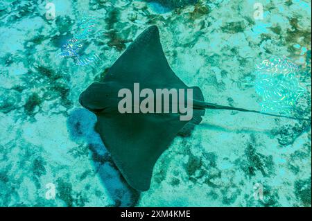 Sting Ray ou Myliobatis aquila, nageant sous l'océan bleu comme voler dans le ciel et face à la caméra. La raie aigle est un poisson cartilagineux commun en Méditerrane Banque D'Images