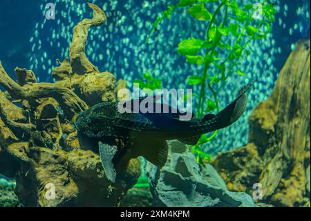 Pleco poisson assis sous une feuille d'échinodore dans l'aquariumon. Hypostomus plecostomus, également connu sous le nom de poisson-chat à bouche de succion ou pleco commun, est un f tropical Banque D'Images