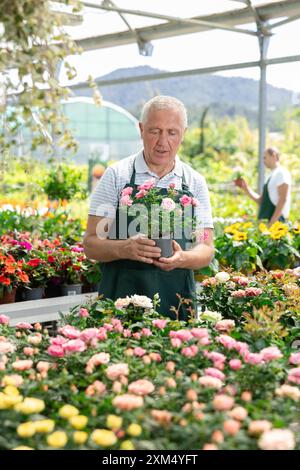 Portrait de fleuriste âgé dans un tablier avec des roses en pot dans ses mains Banque D'Images