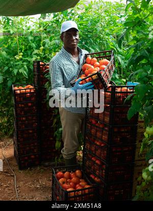 Horticulteur afro-américain prospère dressant des boîtes avec des tomates récoltées Banque D'Images