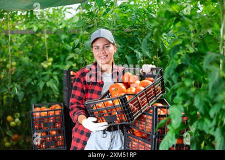 Femme agriculteur avec la récolte de tomates en serre Banque D'Images