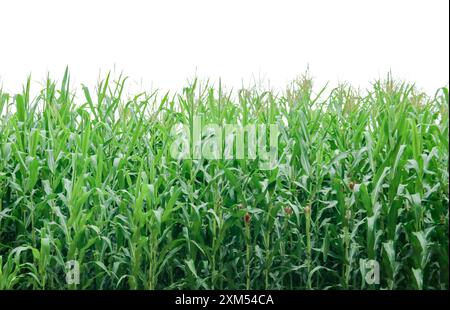 Image d'une plante de maïs avec des chemins de détourage détaillés sur un fond blanc. Parfait pour une utilisation dans des projets de conception, du matériel éducatif ou des présentations. Banque D'Images