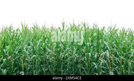 Image d'une plante de maïs avec des chemins de détourage détaillés sur un fond blanc. Parfait pour une utilisation dans des projets de conception, du matériel éducatif ou des présentations. Banque D'Images