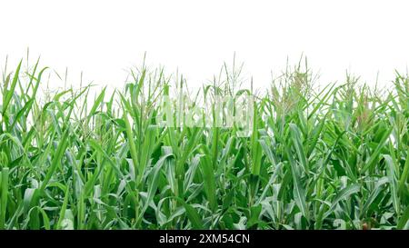 Image d'une plante de maïs avec des chemins de détourage détaillés sur un fond blanc. Parfait pour une utilisation dans des projets de conception, du matériel éducatif ou des présentations. Banque D'Images