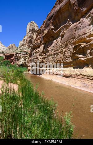 La rivière Fremont coule devant une falaise de grès dans le parc national de Capitol Reef Banque D'Images