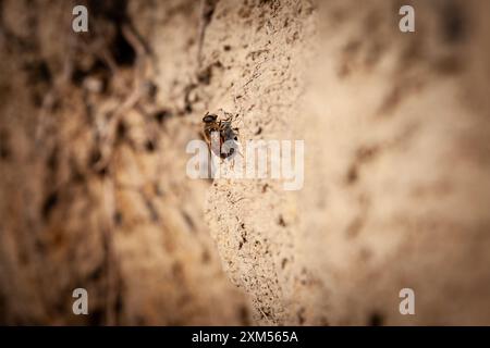 Cette macro photographie en gros plan capture une abeille au sol, mettant en valeur les détails complexes et les caractéristiques de l'insecte. L'image met en évidence l'abeille Banque D'Images