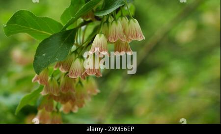 Gros plan de fleurs rouges et blanches sur arbuste - Enkianthus campanulatus (MIQ.) G. Nicholson (enkianthus de veine rouge) Banque D'Images