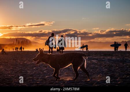 Chien et spectateurs se silhouettent sur la plage au coucher du soleil à Byron Bay, Nouvelle-Galles du Sud, Australie. Banque D'Images