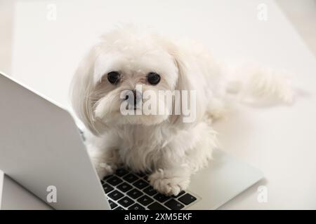 Chien bolognais blanc mignon couché sur ordinateur portable dans le bureau Banque D'Images