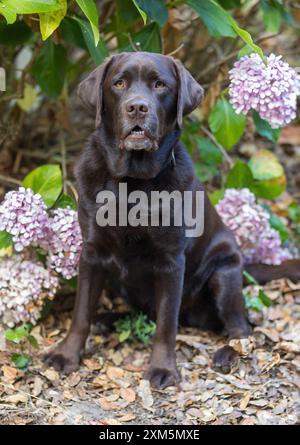Labrador Retriever mâle au chocolat vieux de 3,5 ans. Backyard en Californie du Nord. Banque D'Images