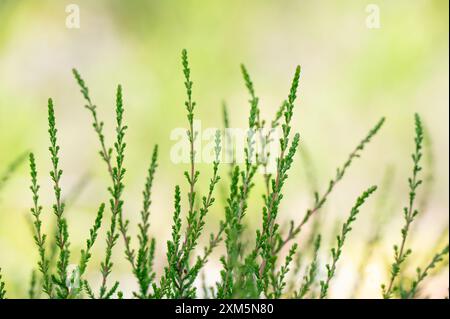 Les tiges vertes de la bruyère à faible croissance, Calluna vulgaris, un jour d'été en Norvège. Banque D'Images