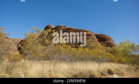 Dômes de ruches d'abeilles dans les Bungle Bungle Ranges (Purnululu) entourés d'acacia fleuris, Australie occidentale Banque D'Images