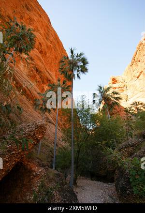 Palmiers Livistona entre les falaises rouges de la gorge Mini Palms dans la chaîne des Bungle Bungle (Purnululu), Australie occidentale Banque D'Images