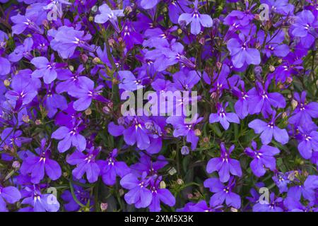 Lobelia 'Crystal Palace' Banque D'Images