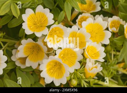 Fleur d'œuf pochée. Limnanthes douglasii Banque D'Images