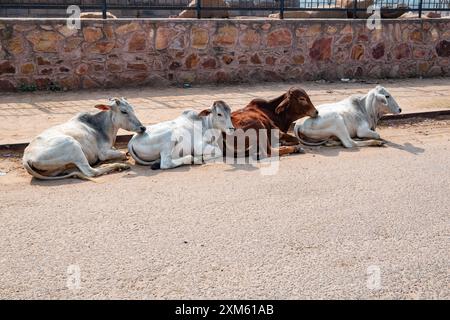 Vaches saintes dans la rue au Rajasthan, Inde Banque D'Images