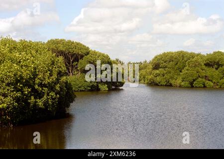 (240726) -- GAMPAHA, 26 juillet 2024 (Xinhua) -- cette photo montre une vue des mangroves et des zones humides de Muthurajawela à Gampaha, Sri Lanka, le 25 juillet 2024. La Journée mondiale de la mangrove est célébrée le 26 juillet. Les mangroves et les zones humides de Muthurajawela, situées à 19 kilomètres au nord de Colombo, ont été identifiées comme l’une des zones humides les plus importantes pour contribuer à la lutte contre les inondations. Cet écosystème de mangrove peut être utilisé de manière durable pour fournir les avantages économiques et écologiques à la nation. Cependant, il reste un écosystème extrêmement vulnérable et nécessite des interventions rapides et fortes pour co Banque D'Images