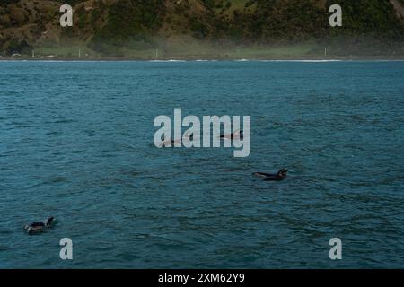 Dauphins sombres en Nouvelle-Zélande Banque D'Images