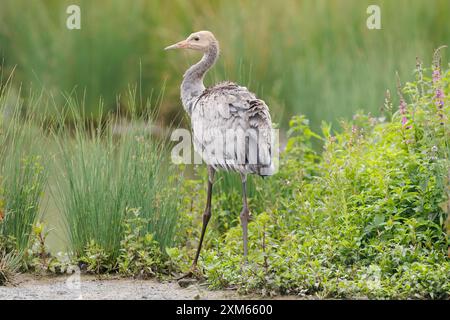 Grue commune juvénile debout dans un lac Banque D'Images