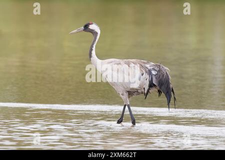 Une grue commune mouillée et traînée marchant dans l'eau après une averse de pluie Banque D'Images