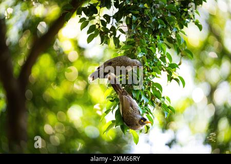 Oiseaux au milieu de la verdure luxuriante de Brisbane Banque D'Images