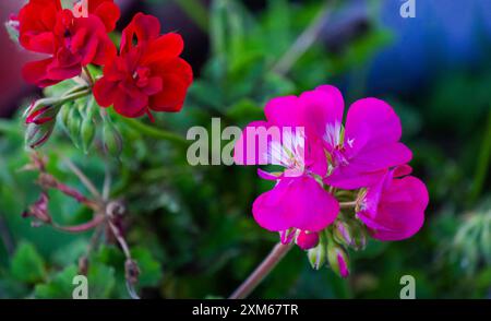 Fleurs de pélargonium rose vif et rouge en fleurs près sur la rue. Banque D'Images