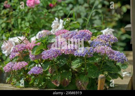 Têtes de fleurs bleues, roses et violettes d'une hydrangea macrophylla vibrante, zorro, bouquets outremer de couleur Banque D'Images