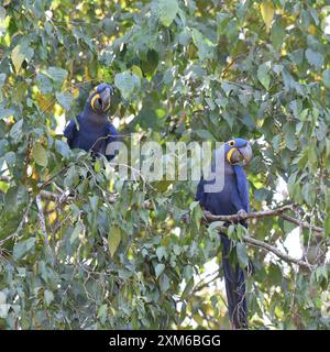 Paire de macareux jacinthes ( Anodorhynchus hyacinthinus) assis dans un arbre Banque D'Images