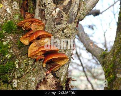 Gros plan de plusieurs champignons orange qui poussent sur un tronc d'arbre Banque D'Images