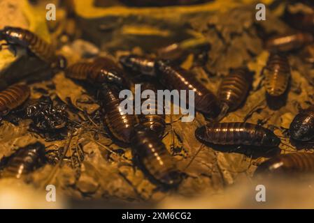 concept d'insectes, gros plan d'un groupe de vers noirs sur les feuilles. Photo de haute qualité Banque D'Images