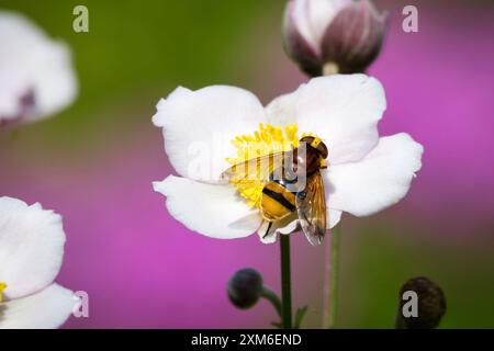 Anemone hupehensis Volucella zonaria Hornet imite hoverfly sur Anémone japonaise sur fond flou vert rose Banque D'Images