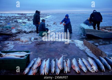 Les pêcheurs apportent des prises, Cambridge Bay, Nunavut, Canada Banque D'Images