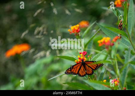 Papillon monarque sur fleurs orange vif et jaune Banque D'Images