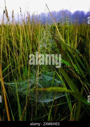 Toile d'araignée dans l'herbe rosée dans le brouillard du matin Banque D'Images