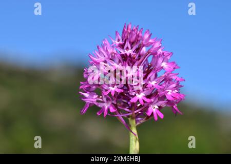 Détail de l'orchidée pyramidale (Anacamptis pyramidalis) Banque D'Images