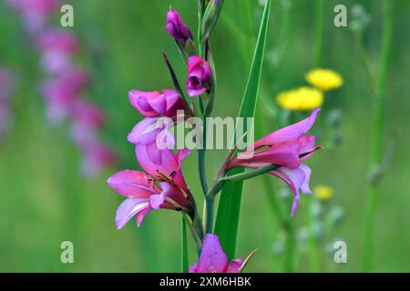 Fleurs roses du glaïeule sauvage (Gladiolus illyricus) Banque D'Images