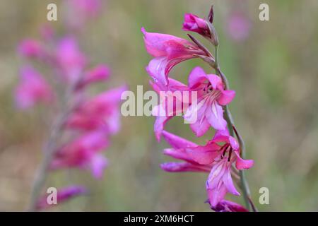 Fleurs roses du glaïeule sauvage (Gladiolus illyricus) Banque D'Images