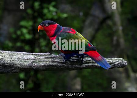 Perroquet à tête noire sur une branche d'arbre Banque D'Images