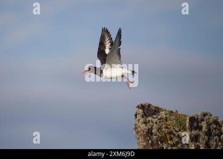 Eurasian Oystercatcher en vol sur Skokholm Pembrokeshire UK Banque D'Images