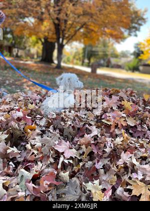 Un chiot blanc mini doré doodle jouant dans un tas de feuilles. Banque D'Images