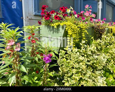 Fleurs rouges et roses colorées en pleine floraison avec fond bleu Banque D'Images