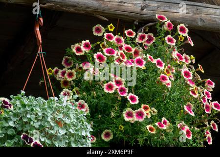 Paniers suspendus remplis de pétunias colorés sous un surplomb en bois rustique, mettant en valeur les fleurs vibrantes du jardin Banque D'Images