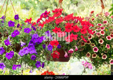 Paniers suspendus colorés jardin Petunias Surfinias million Bells Banque D'Images