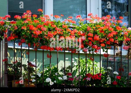 Pélargoniums rouges sur le balcon Banque D'Images