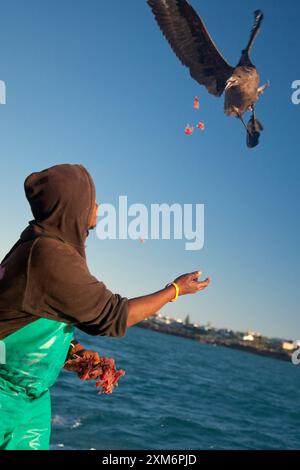 Marin nourrissant un oiseau à la volée depuis un bateau Banque D'Images