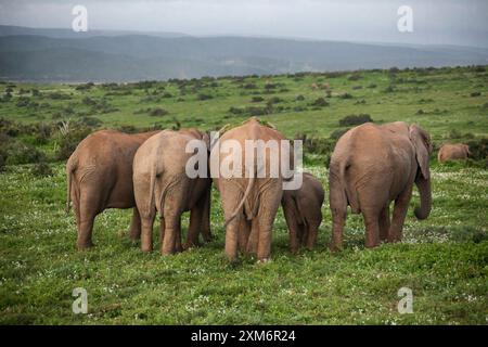 Famille d'éléphants de derrière dans le parc national d'Addo Banque D'Images