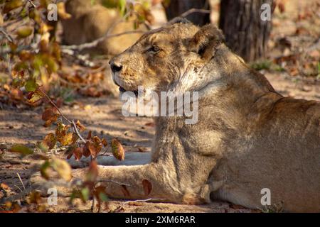 Lionne reposant sur la savane dans le parc national Kruger Banque D'Images