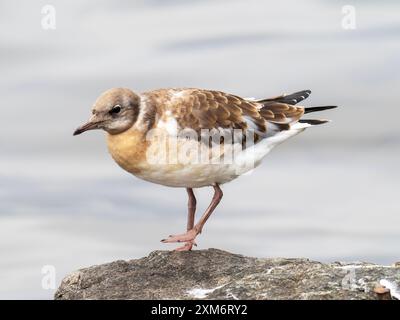 Un jeune mouette à tête noire, Chroicocephalus ridibundus à Ambleside, Lake District, Royaume-Uni. Banque D'Images